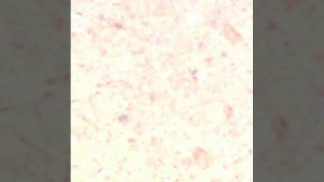 5 random things under a 1600x microscope смотреть онлайн