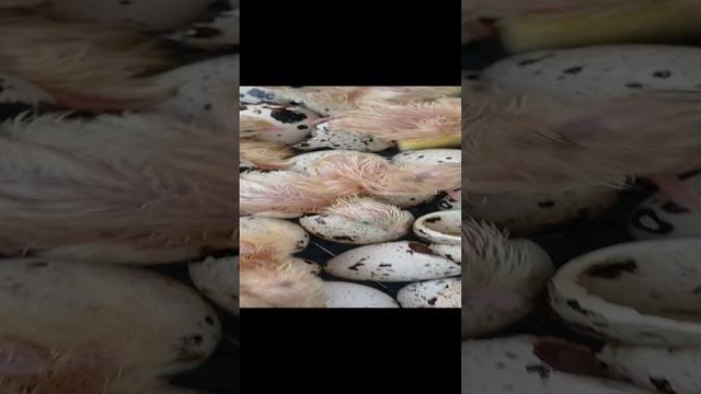 вылуп перепелят