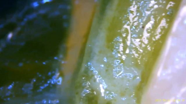 Pasta With Spinach Under Microscope - Inskam 315