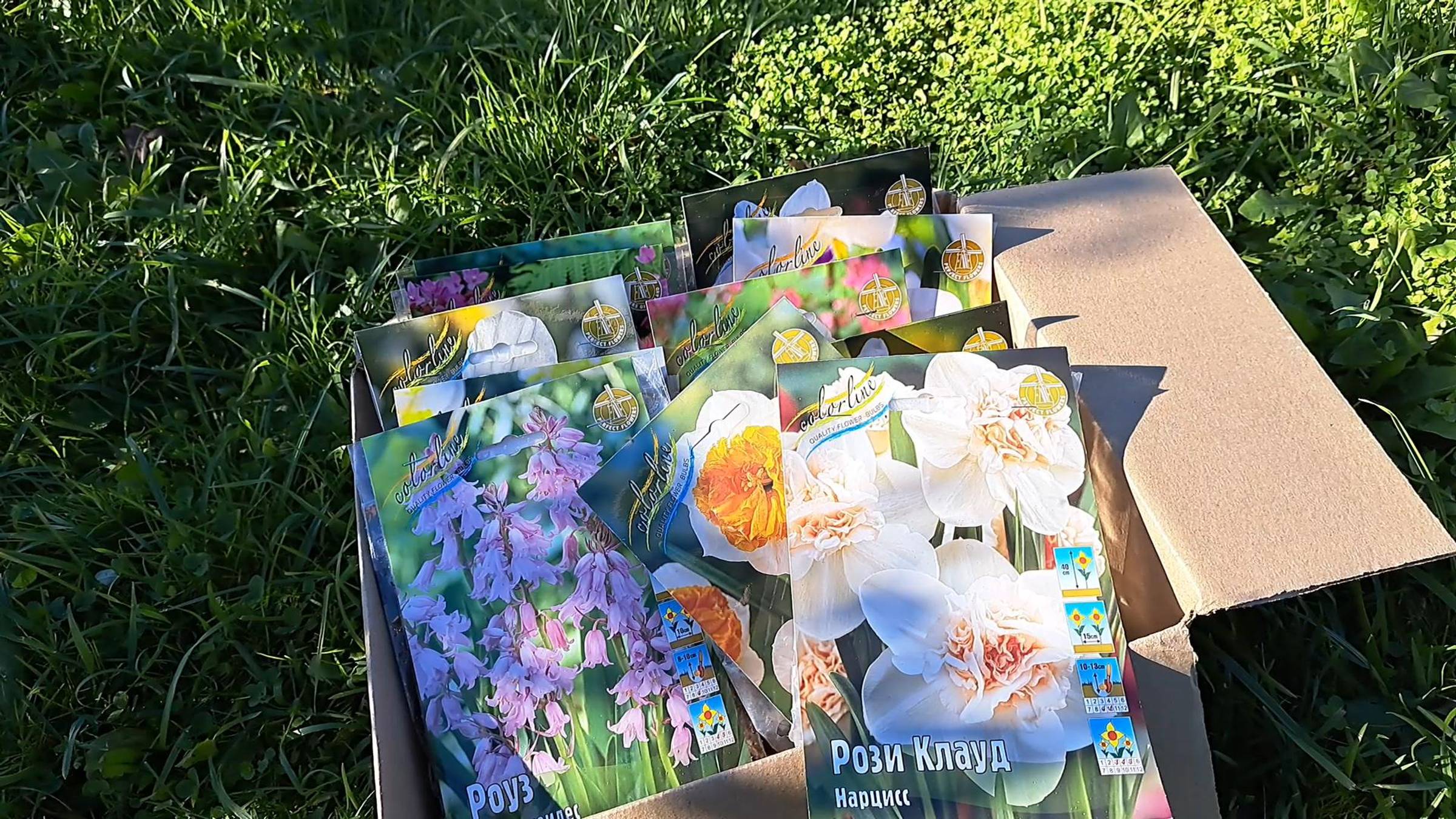 Посылка с нарциссами из Цветочной Рапсодии.