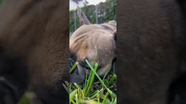 С этим согласны все владельцы собак #французскийбульдог #забавныеживотные #бульдог смотреть онлайн