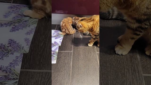 Наше шотландское семейство)))🤗🐈⬛🥰 смотреть онлайн