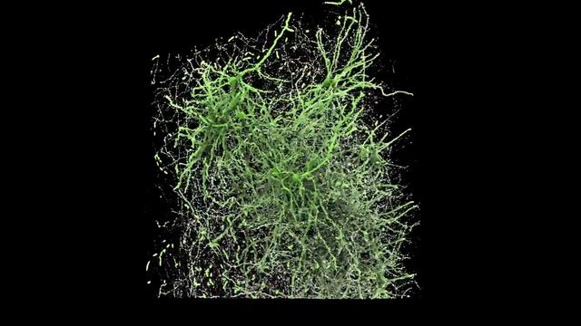 Neurons & Synapses