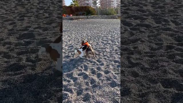 Безудержное веселье. Бигль и французский бульдог резвятся #французскийбульдог #бигль #двесобаки смотреть онлайн