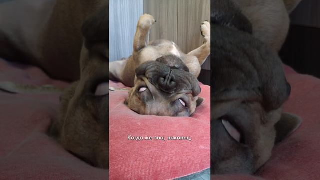 Мысли моей собаки. Наверняка так и думает #французскийбульдог #бульдог смотреть онлайн