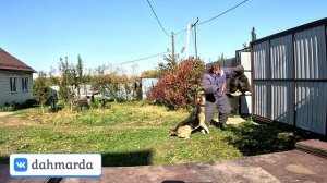 Жесткая работа аборигенных среднеазиатских овчарок!