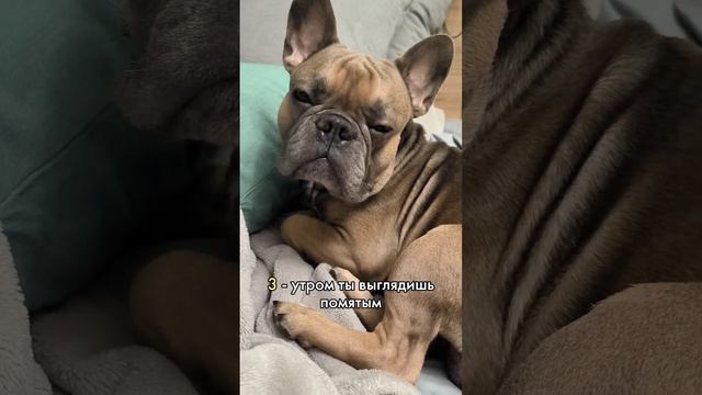 5 признаков, что вы французский бульдог #бульдог #французик #frenchbulldog смотреть онлайн