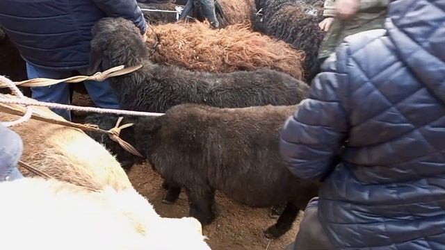 КОЙ БААЛАРЫ АЛА БУКА МАЛ БАЗАРЫ 05.12.2021 смотреть онлайн