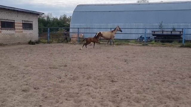 Magnificent Akhal-Teke Stallion 2024