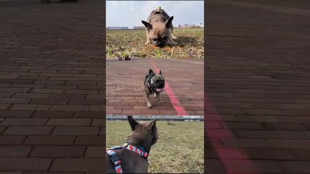 Прогулка с булкой #французскийбульдог #прогулка #бульдог смотреть онлайн