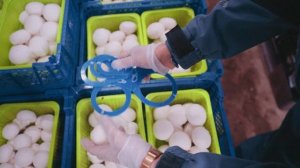 Работа сборщиком грибов на предприятии Мастер Гриб, торговая марка Шампиньоново