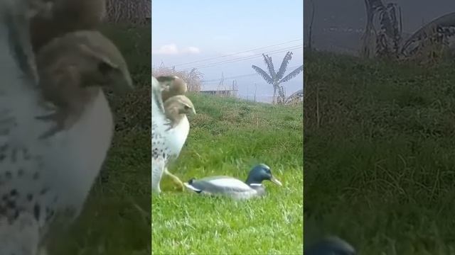 ПОДСАДНАЯ УТКА смотреть онлайн