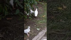 Бакинские и афганские голуби