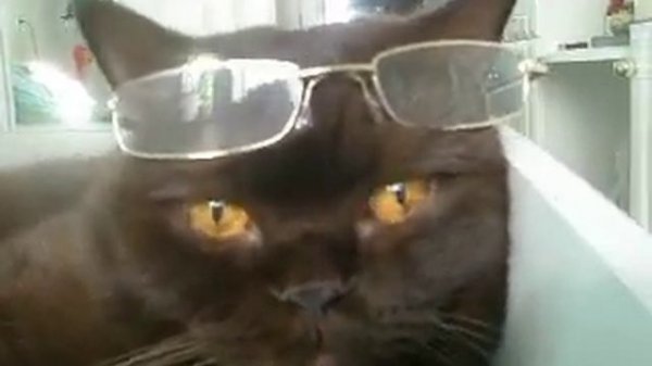 Кот в очках!