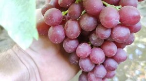 КИШМИШ ВИШЕНКА И ДЖОЛИН!🍇🍇🍇.mp4 WhatsApp и Viber +79528500417. Тел. +79054033245.