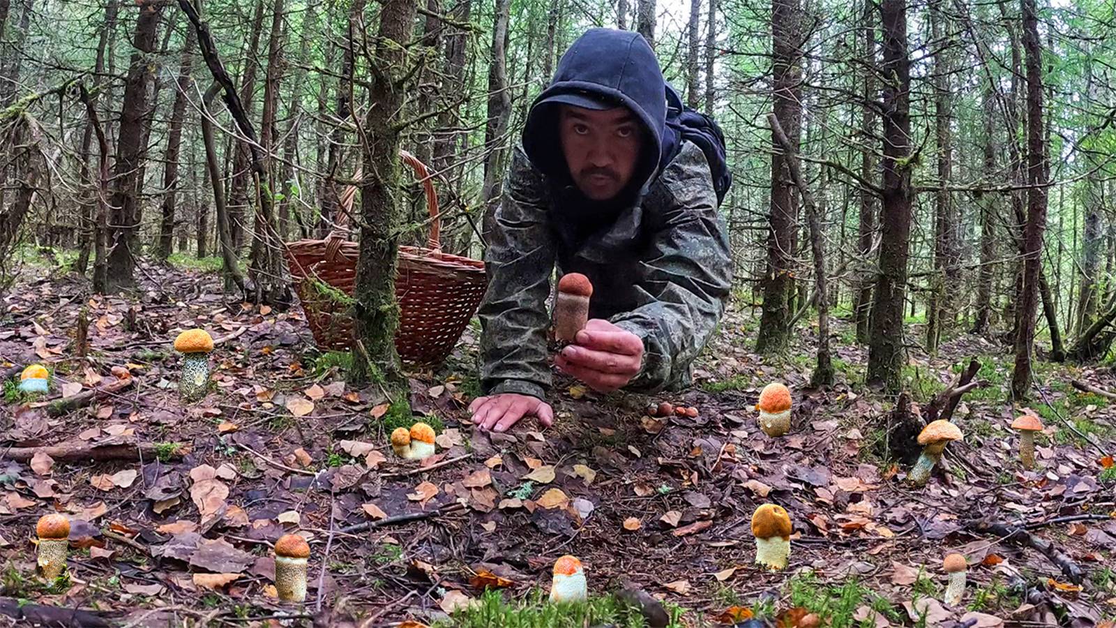 ЗДЕСЬ ПОЛНО ГРИБОВ! МОЛОДОЙ ЕЛЬНИК ОПЯТЬ РАЗДАЕТ ГРИБЫ | СОБРАЛ МНОГО ПОДОСИНОВИКОВ. ГРИБЫ 2023 смотреть онлайн