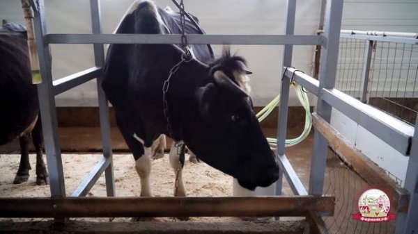 Промо ролик Ферма48 2019