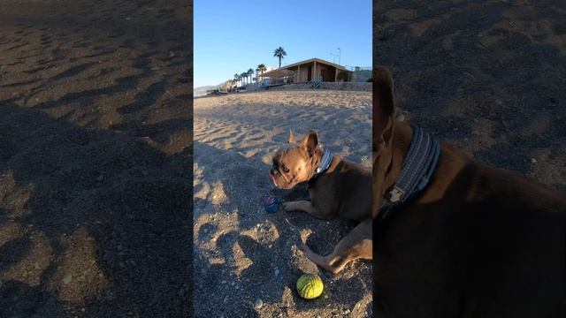 Утренняя прогулка французского бульдога. Бегает за мячиком #французскийбульдог #бульдог смотреть онлайн