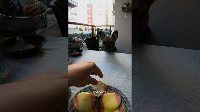 Французский бульдог страшно возмущен моим поведением #французскийбульдог #бульдог #голоднаясобака смотреть онлайн
