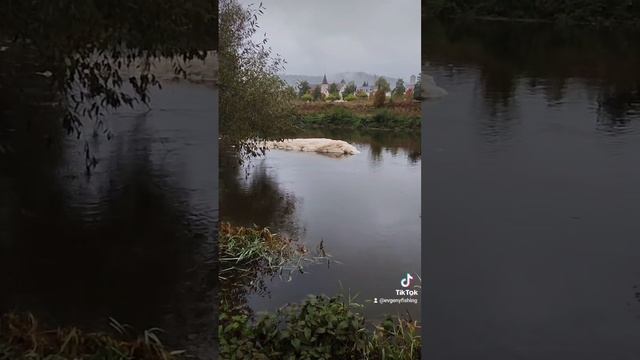 Чудо природы! Чудовище на речке 😁 смотреть онлайн