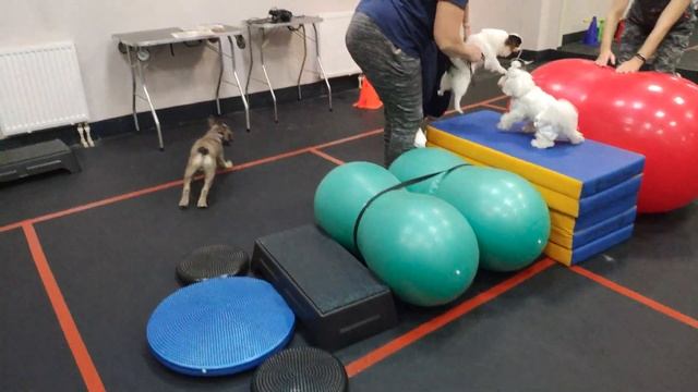 Щенок Французского Бульдога В Собачьем Детском Саду смотреть онлайн