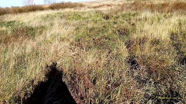 Продолжаю Искать и Копать Металл, Осенний Металлокоп Продолжается. смотреть онлайн