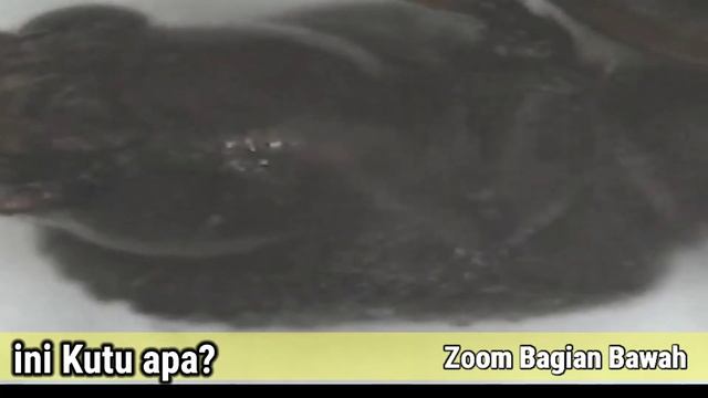 ngeri gaes, ini kutu apa ada yang tau? смотреть онлайн
