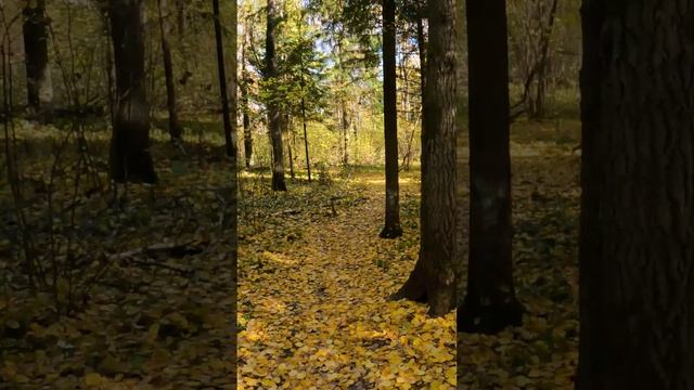 Еще рано Убирать Велосипед - Вперед по желтым Листьям! #велосипед #осень #москва смотреть онлайн