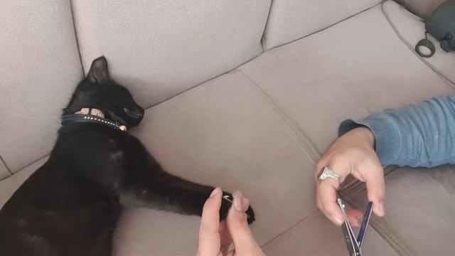 KEDİ TIRNAĞI NASIL KESİLİR? BU KADAR BASİTMİYMİŞ DİYECEĞİNİZ TEK YÖNTEM/ (KEDİ TIRNAK KESİMİ!) смотреть онлайн