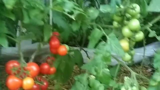 Желтеют листья на помидорах #томаты смотреть онлайн