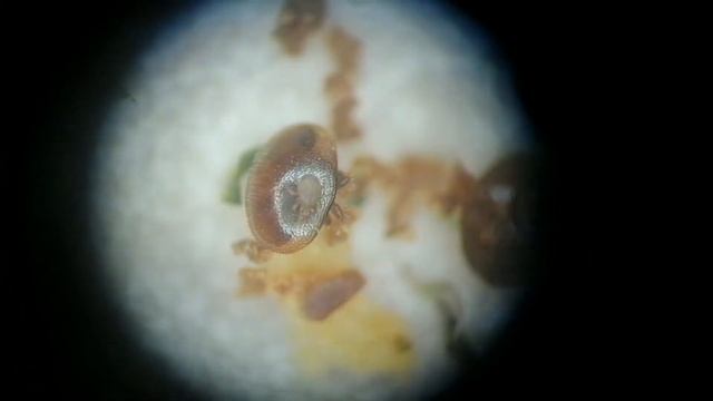 Клещ варроа под микроскопом смотреть онлайн