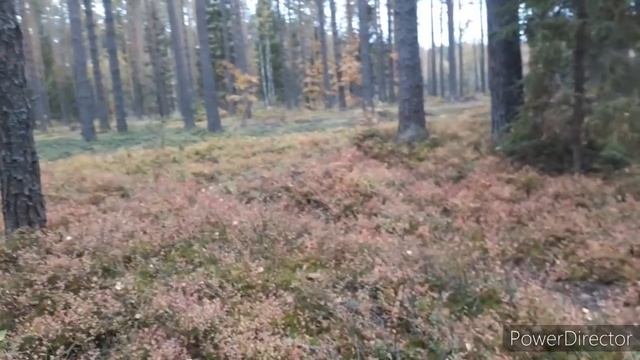 Грибы ЕСТЬ  НАПАЛИ не отпускали  ИЗ ЛЕСА Я даже и не ожидала/Что их найду  30 сентября 2021 г.