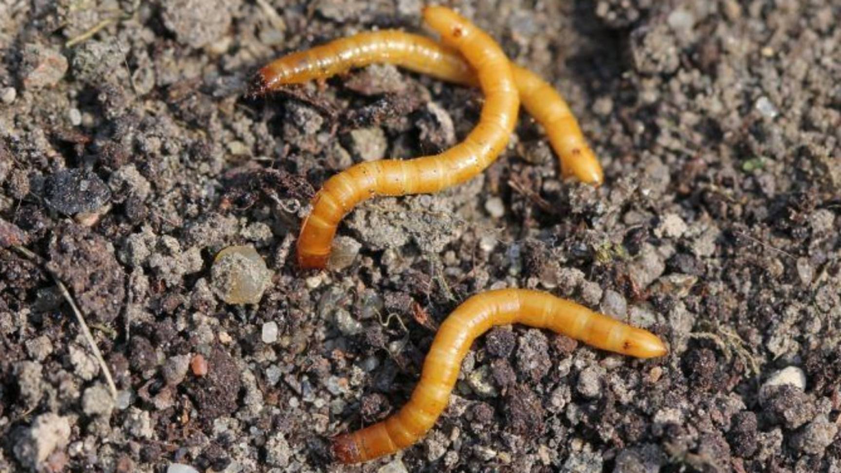 Как избавиться от проволочника? Простой способ избавиться от проволочник на своем участке осенью смотреть онлайн