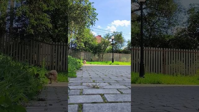 Он готов так бегать без перерыва #бульдог #активнаясобака #игрыссобакой смотреть онлайн