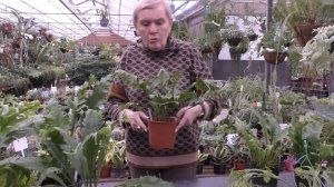 Микросорумы — особенные папоротники.