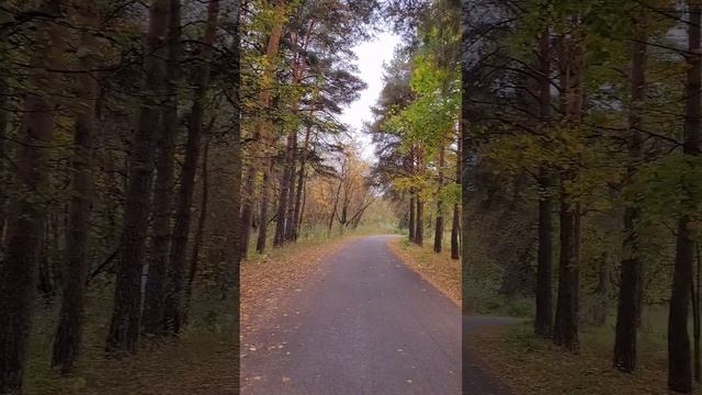 Бутовский лес. Золотая осень. Октябрь 2024г (Часть 1).mp4 смотреть онлайн