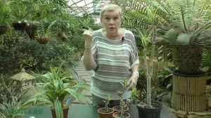 Драцена - черенкование, спустя три месяца.