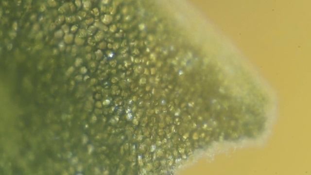 MICRO - Ряска под микроскопом. Lemna Under Microscope.