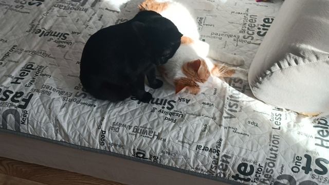 Кузя и девочка смотреть онлайн