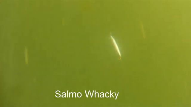 Salmo Whacky