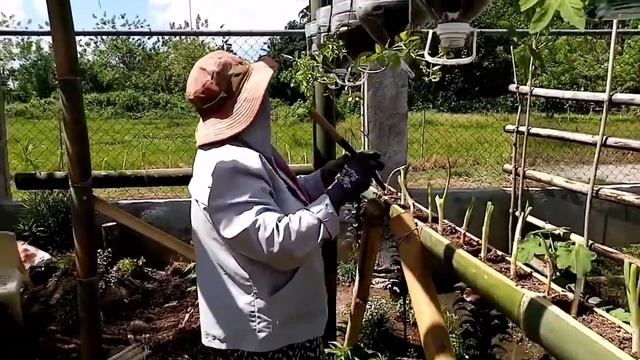 SIMPLENG GREENHOUSE PARA SA ATING MGA HALAMAN смотреть онлайн