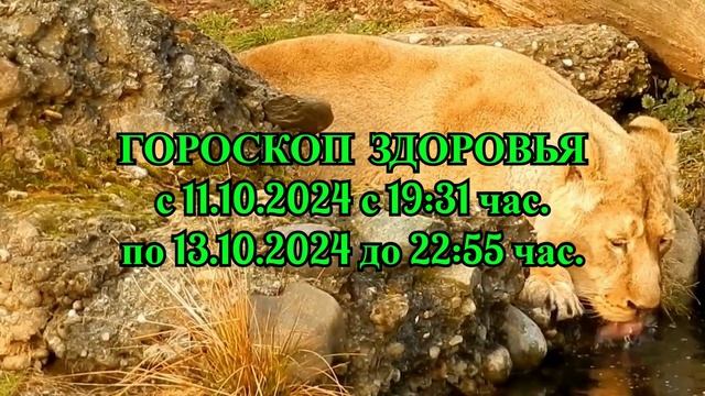 "ГОРОСКОП ЗДОРОВЬЯ с 11 по 13 ОКТЯБРЯ 2024 года!!!" смотреть онлайн