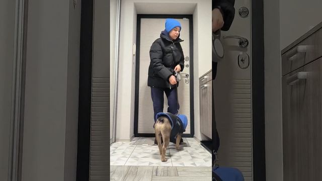 Утро собачника. Французский бульдог собирается на прогулку #французскийбульдог #frenchie смотреть онлайн