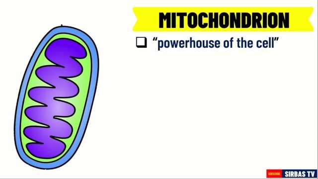 PARTS AND FUNCTIONS OF A CELL SCIENCE 7 QUARTER 2 MODULE 3 смотреть онлайн