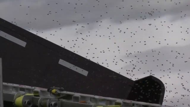 Fewer than 1,000 bees lost out of millions on truck that crashed in Bozeman смотреть онлайн