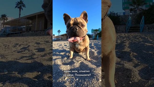 Французский бульдог знает, что он красавчик #забавныеживотные #бульдог #бульдожка смотреть онлайн