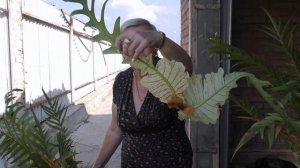 Царь папоротник. Аглаоморфа.