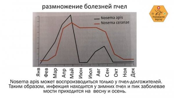 Nosema ceranae (Нозематоз. Нозема Церана)