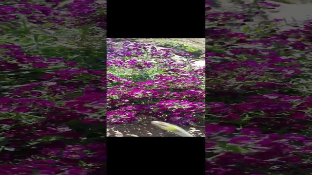 сад и огород смотреть онлайн