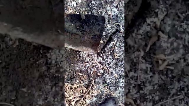 ШОК как пересох конец пруда смотреть онлайн